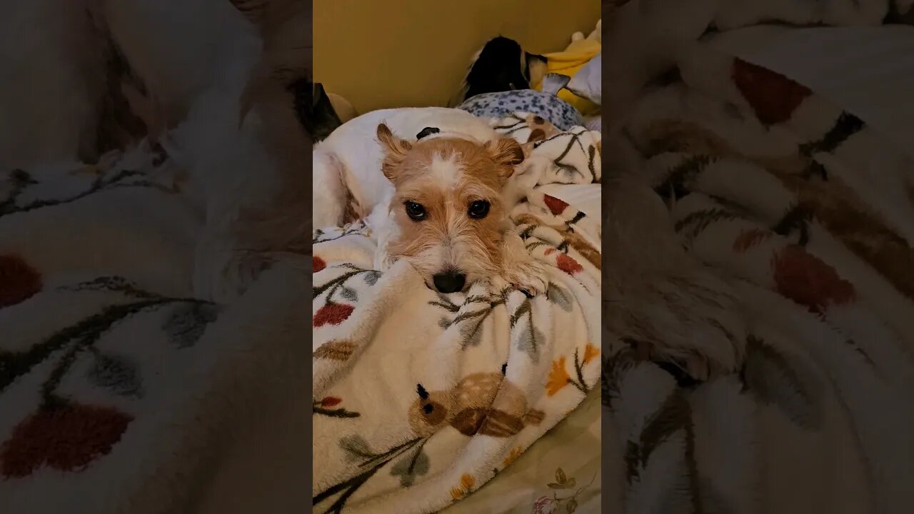 Pup unimpressed with my singing 😕 #pup #jackrussell #pets #cutedog #singing #notimpressed