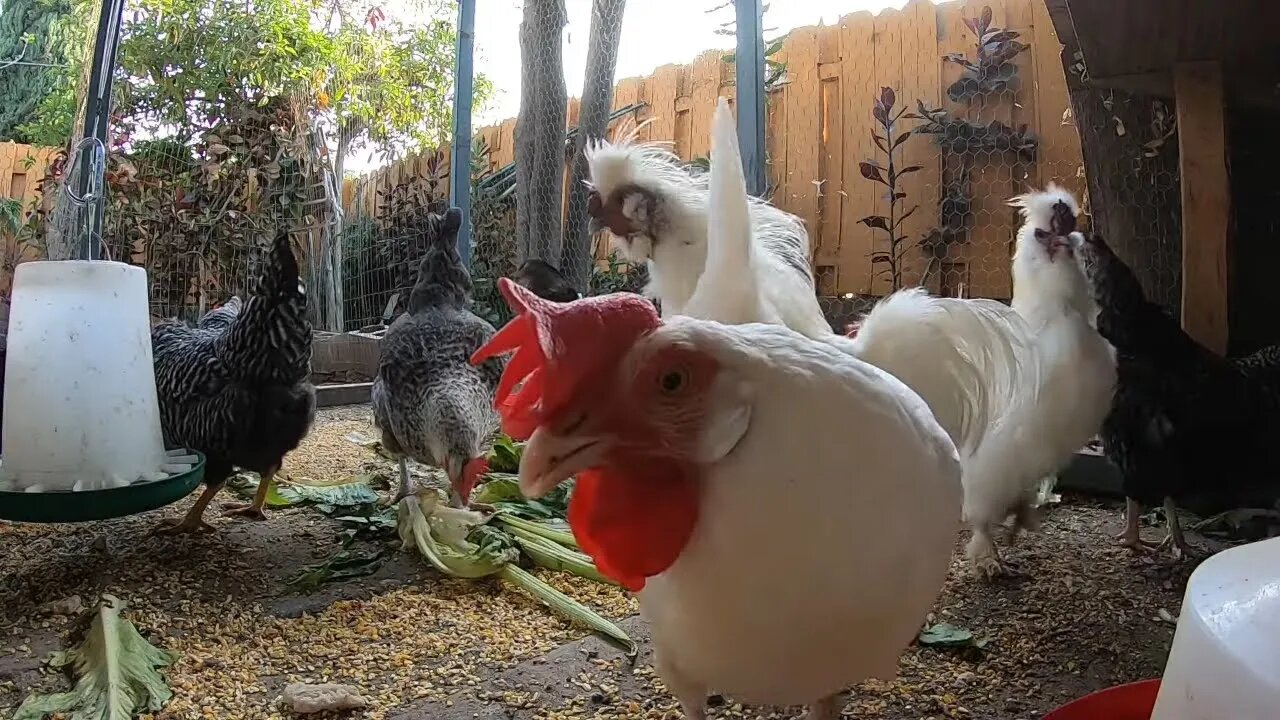 Backyard Chickens Eating Greens Lettuce Celery Sounds Noises Hens Clucking Roosters Crowing!