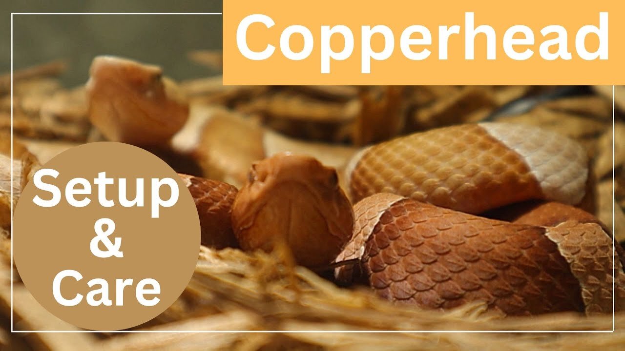 How To Setup & Care For The VENOMOUS Copperhead Pit Viper