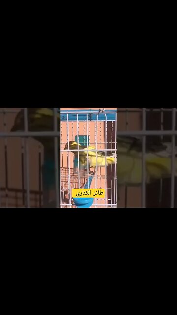 طائر الكناري روعة