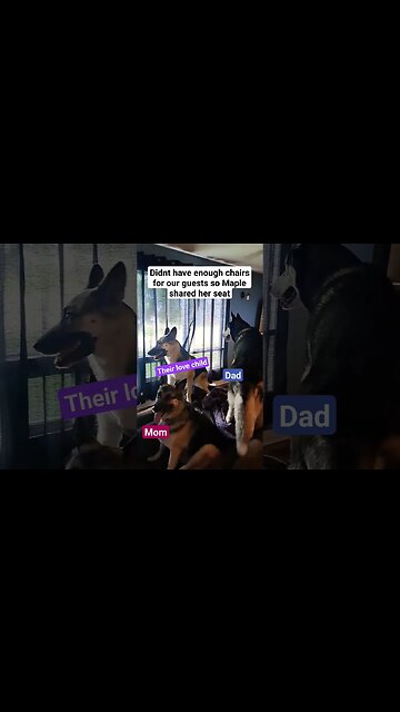 Maple Shares Her Seat With Mom and Dad