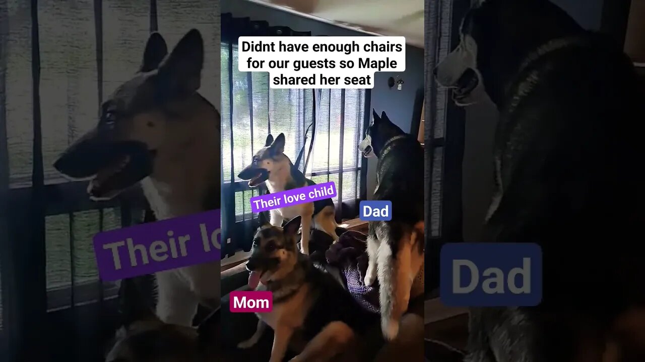 Maple Shares Her Seat With Mom and Dad