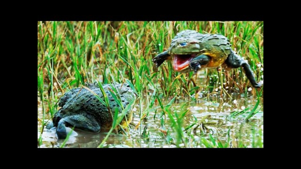 Bullfrog Battle Royale The Mating Game