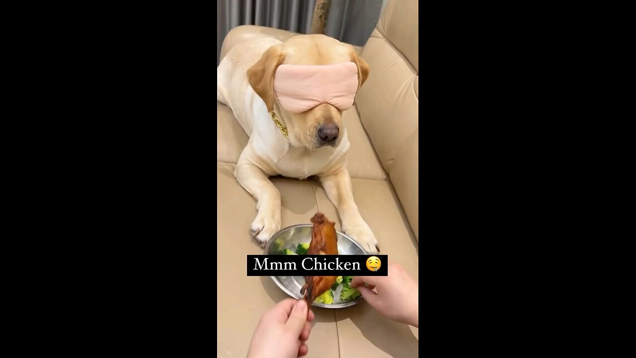 Food Prank With Dog!! 🤣🤣