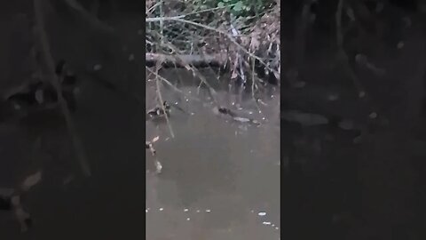 Rare UK Beaver sighting! #animals #wildlife #nature #shortsfeed #shortsvideo #shorts #subscribe