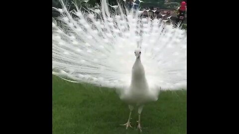 Beautiful White Peacock Opening Feather