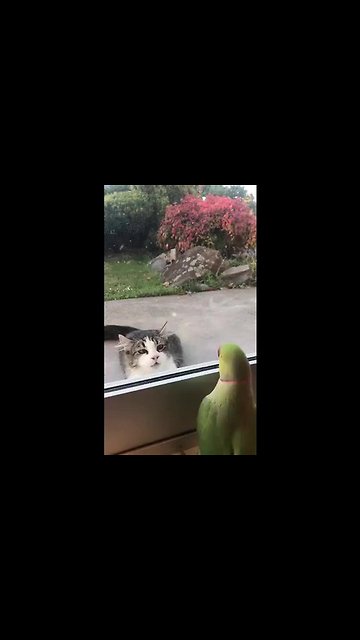 Peekaboo Birdie and Kitty