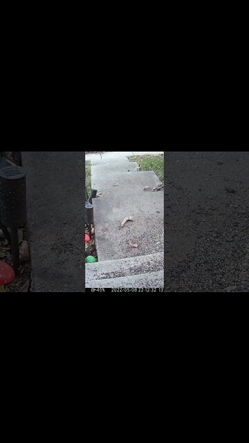 Dancing Turkey Parts Visit #Shorts