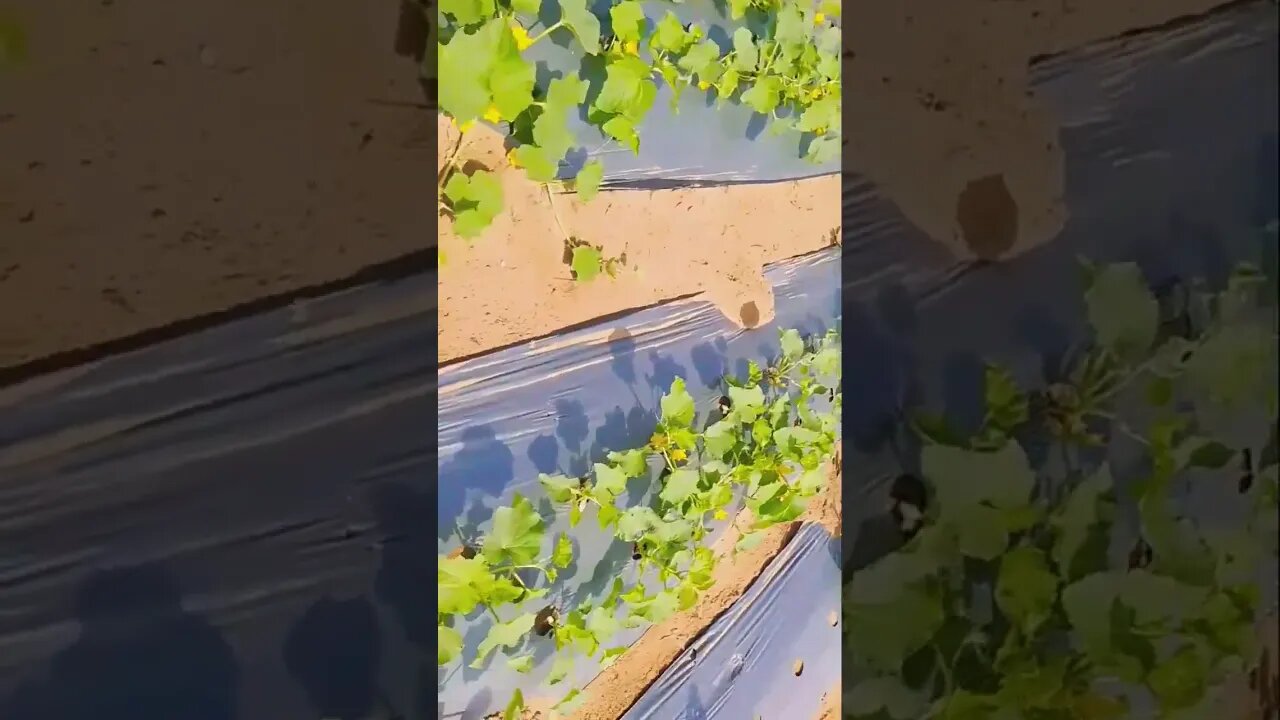 #farming #home #minecraftplayers #agriculture @saurabhmadhukar @NavinKhambhala009 @#केरी #tomat