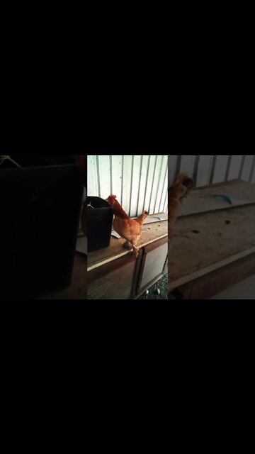 Forest might be going to lay an egg