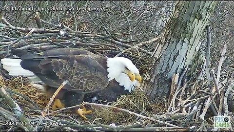 Hays Eagles Mom Comes in Dad Does not Want to Stop Incubating 2023 03 04 17:18