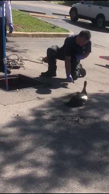 Firefighter rescuing ducklings get attacked by mama duck