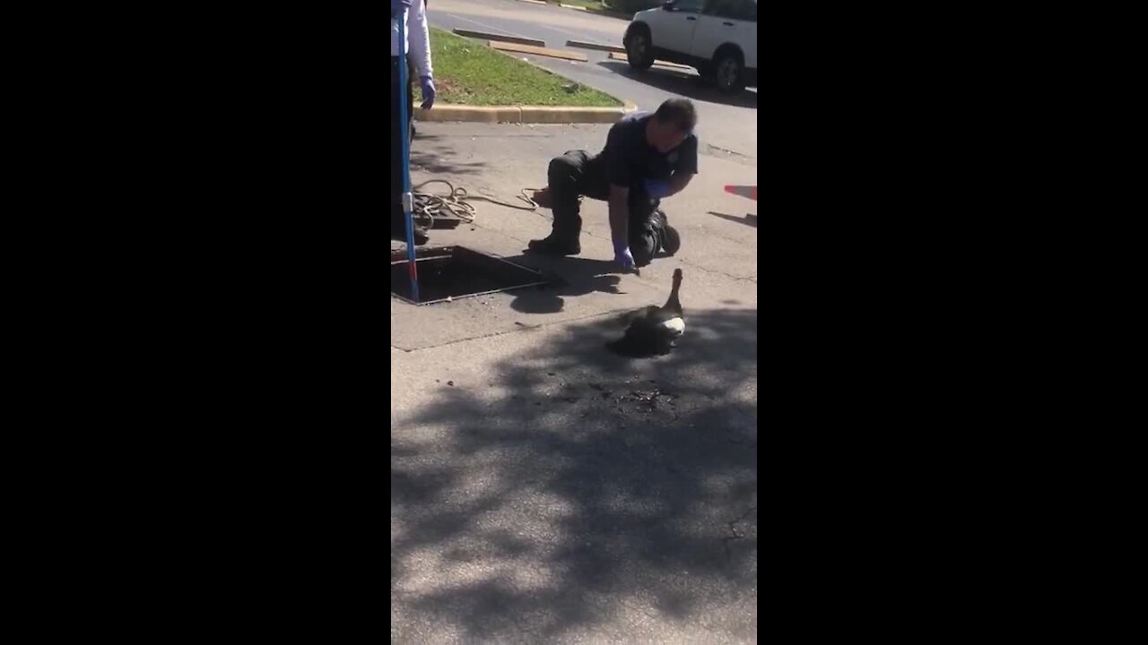 Firefighter rescuing ducklings get attacked by mama duck