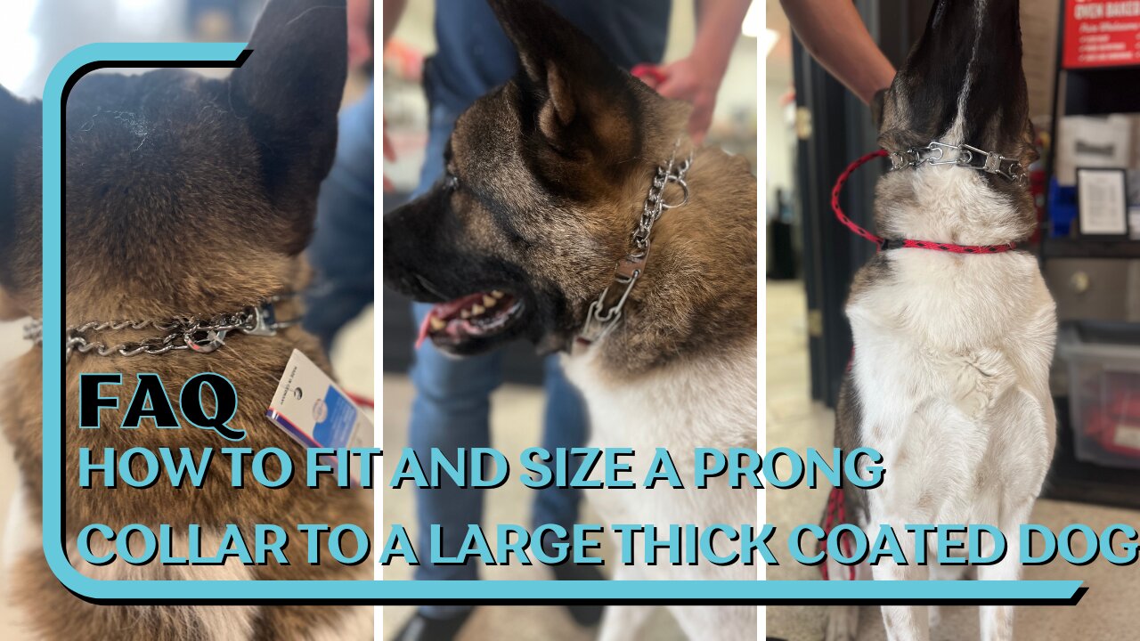 How To Fit And Size A Prong Collar On A Large Thick Coated Dog With Kuma The American Akita