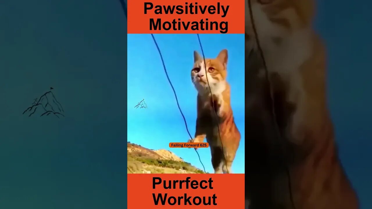 Cat Fitness #shorts #motivation #catlover #cat