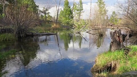 60 Seconds in Nature: Brook Trout Rising and Underwater View