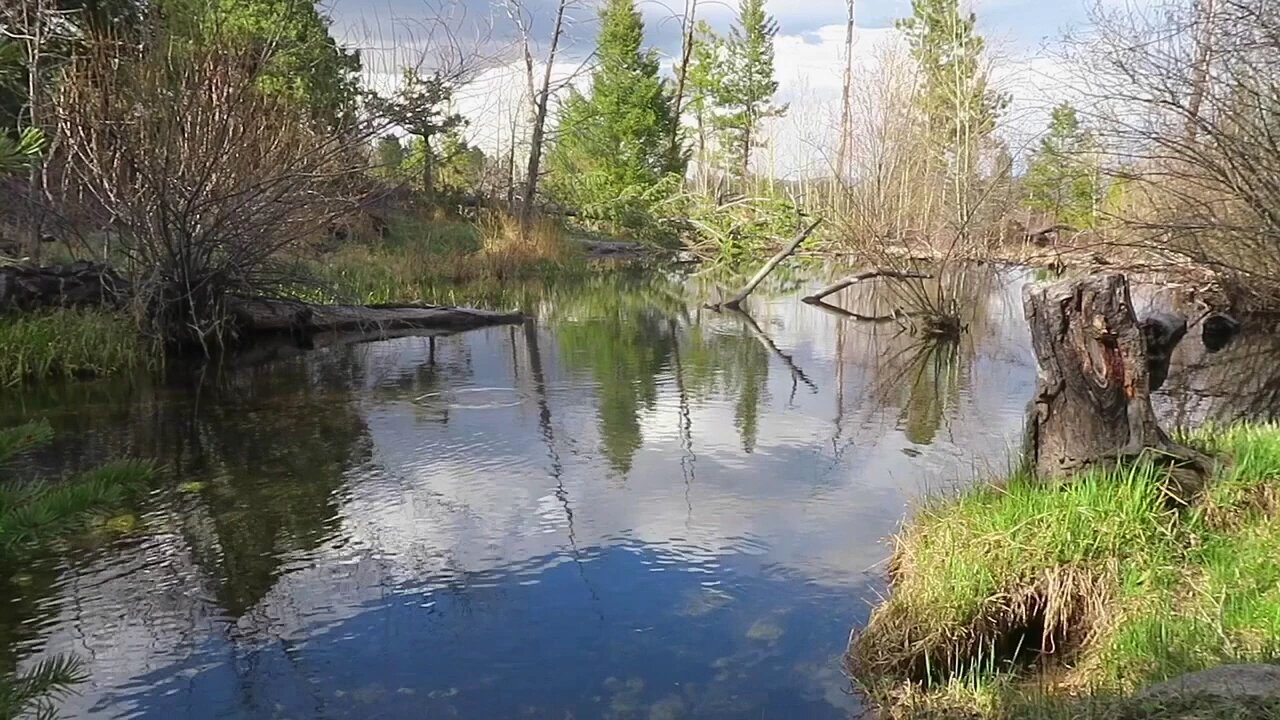 60 Seconds in Nature: Brook Trout Rising and Underwater View