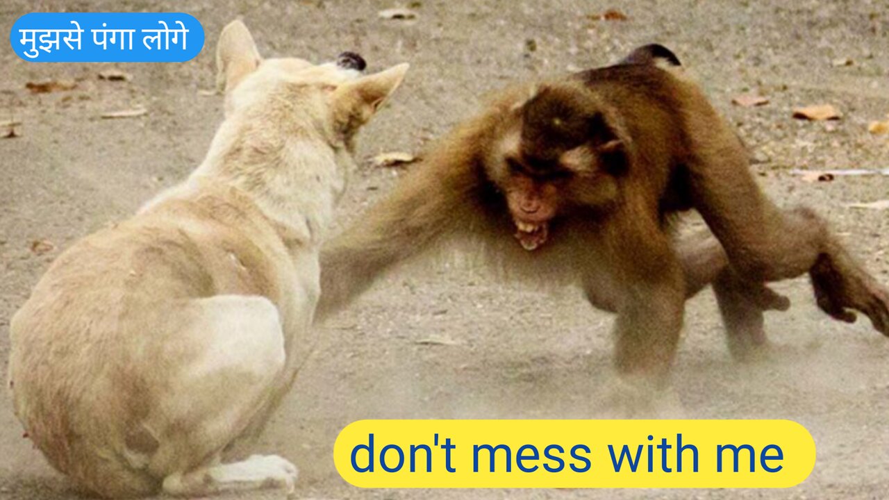 monkey vs dog real fight/funny video dog and money/comedy video/funny video/