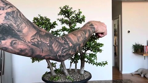 A large portulacaria afra bonsai forest