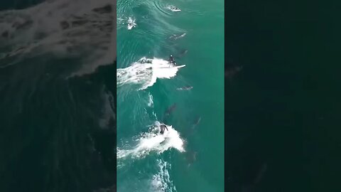 Surfing with fishes #youtubeshorts #shorts