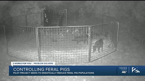 Project Hopes to Use an Old Method in a Novel Way to Control Feral Pigs