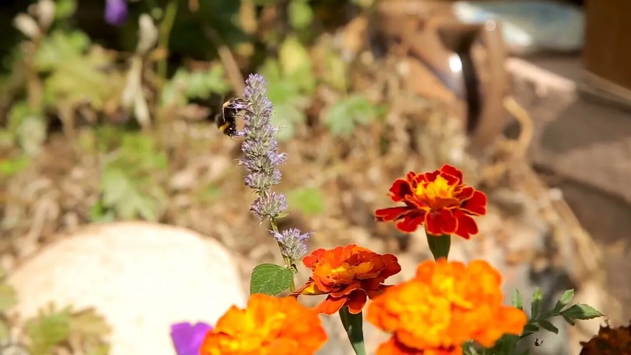 Bumblebee pollinating flower tagetes