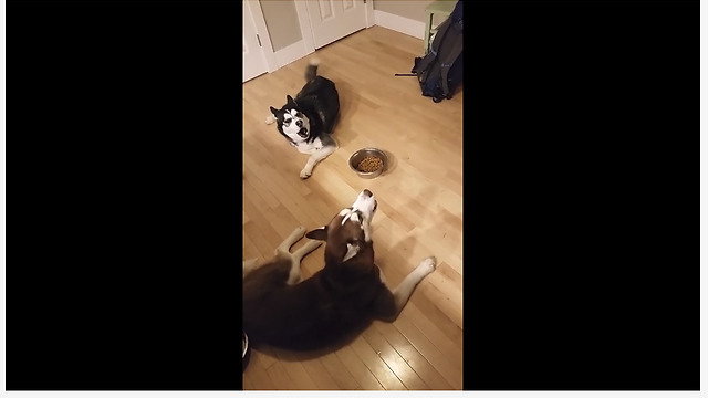 Huskies Have Extremely Loud Argument Over Bowl Of Food