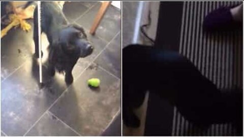 糸の塊を犬の尻尾と見間違えた女性