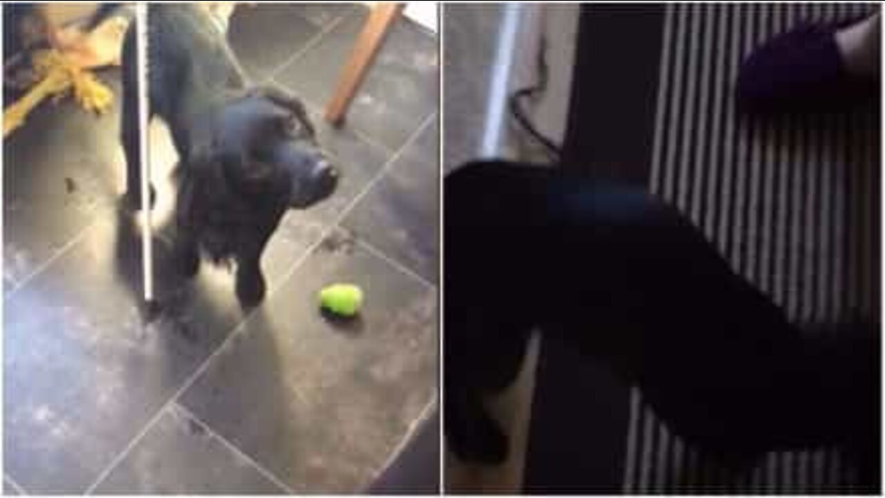 糸の塊を犬の尻尾と見間違えた女性