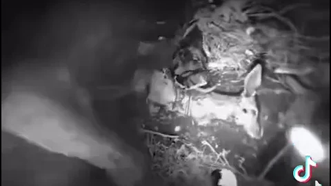 The Contaminated Elk