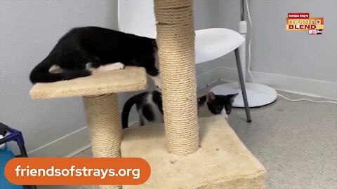 Friends of Strays Animal Rescue | Morning Blend