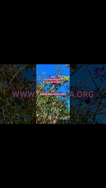 M￼AUI MUSICAL FUNDRAISER BY THE BEST MUSICIANS, HULA MASTERS & DANCERS #alohamaui