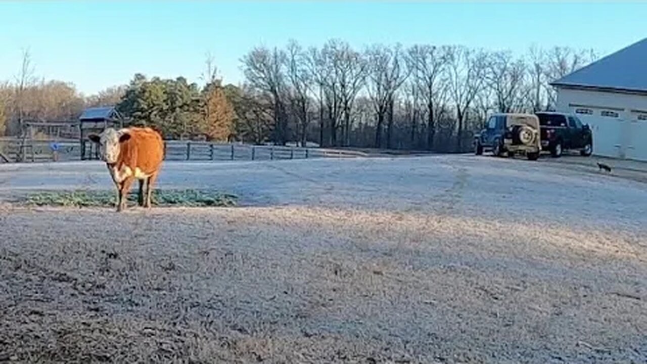 Cows in the backyard (again)!