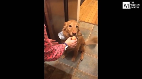 'Egg Challenge' Video: Dog Lovers In Awe of What A Golden Retriever's Jaws Are Capable Of