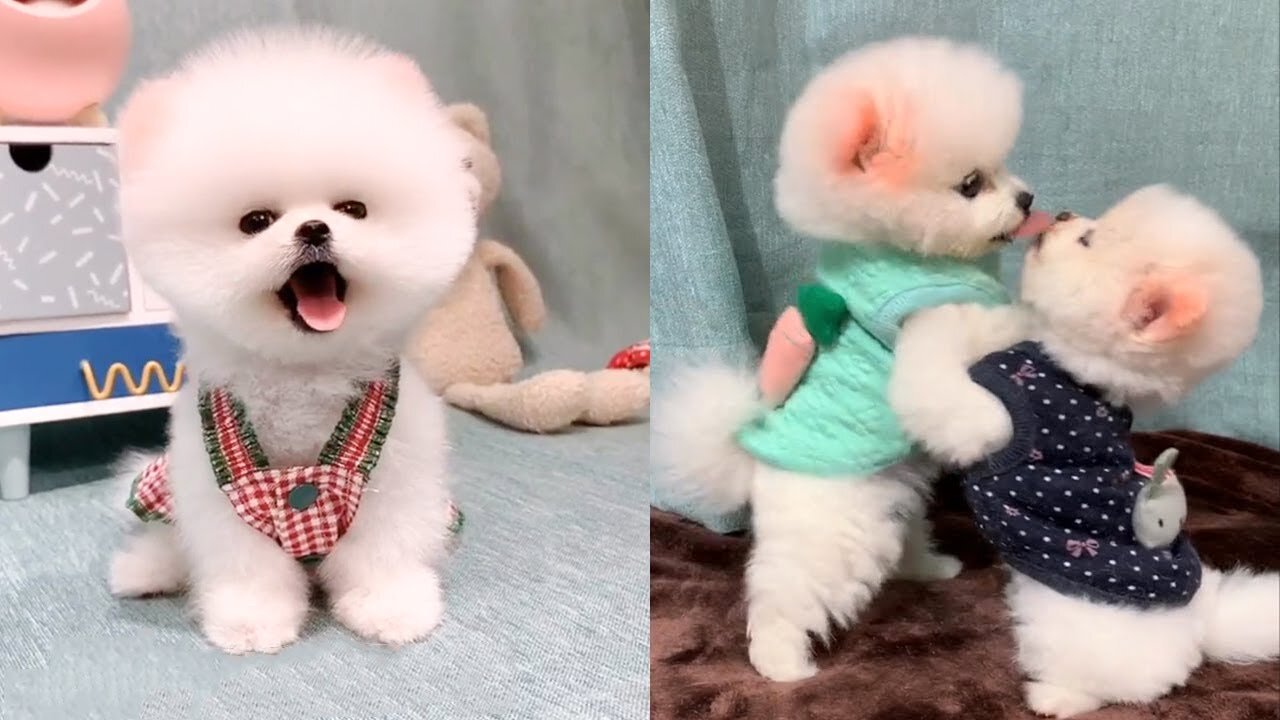 Cute And Funny Pomeranian Videos