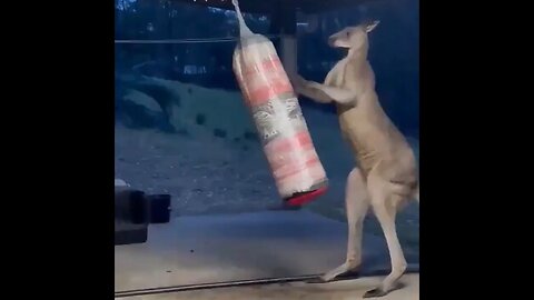 This Kangaroo Attacking A Boxing Bag Is Pretty Damn Frightening