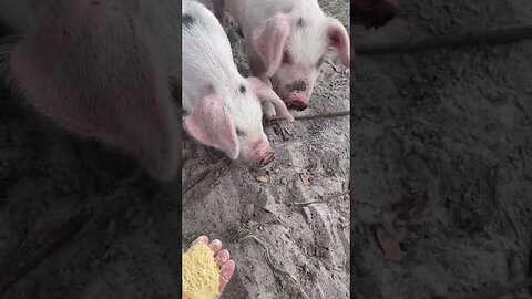 Piglets getting comfortable #pigs #piglets #pigfarmvideo #pig