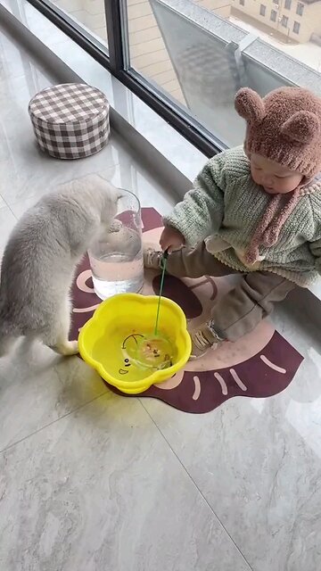 beautiful and fun cats