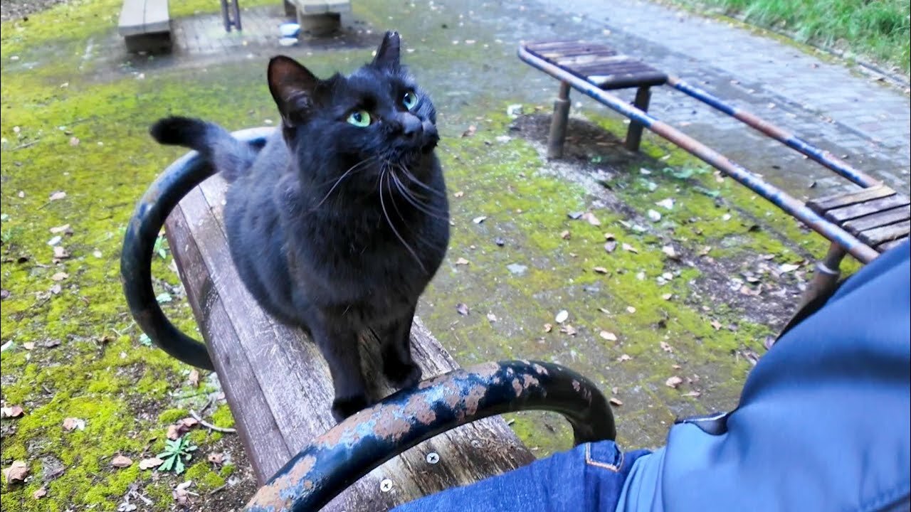 The black cat I met on a hiking trail in the mountains was friendly and cute.