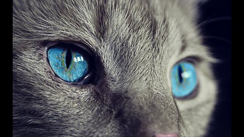 Clever and funny cat