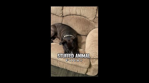 Stuffed Animal Filter