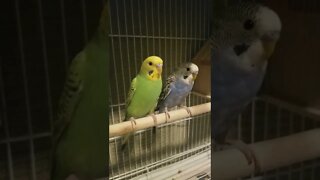 Budgie Parrots #budgies #shorts #parakeets #youtubeshorts