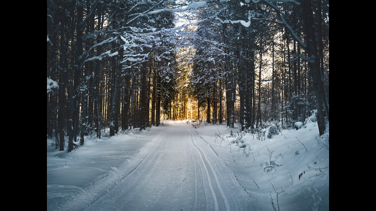 BBC I The phenomenon of snow in the wilderness I Wild Animals