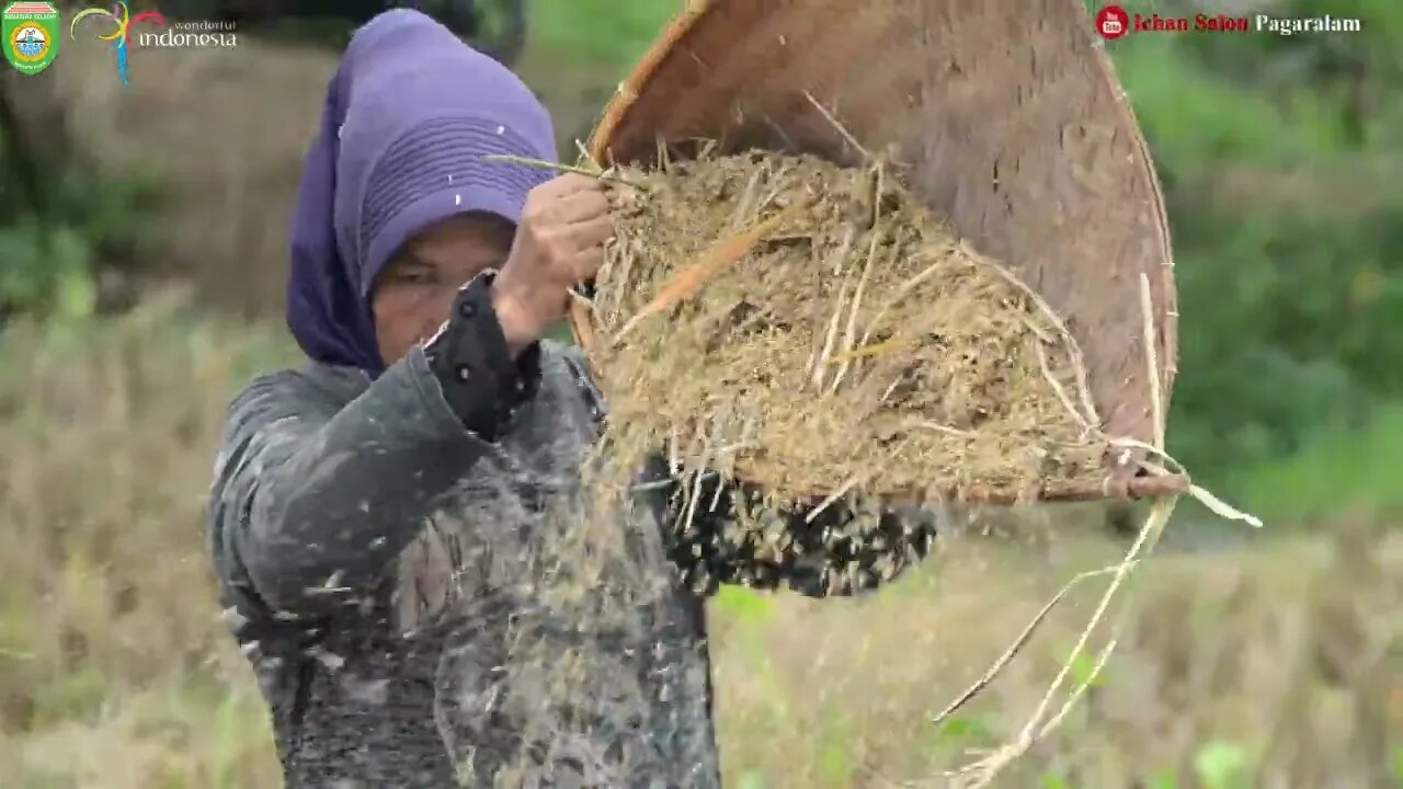 NGGEBUK PADI SECARA TRADISIONAL / panen padi secara ZAMAN DULU