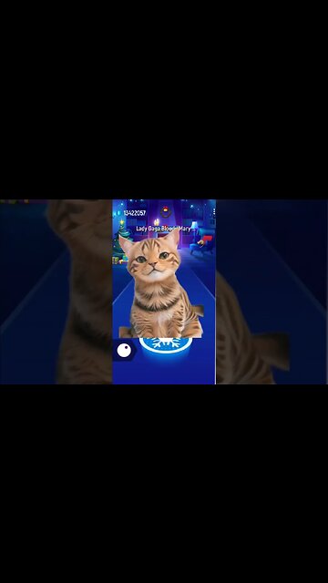 Cat sing Bloody Mary #music #cat #wednesday