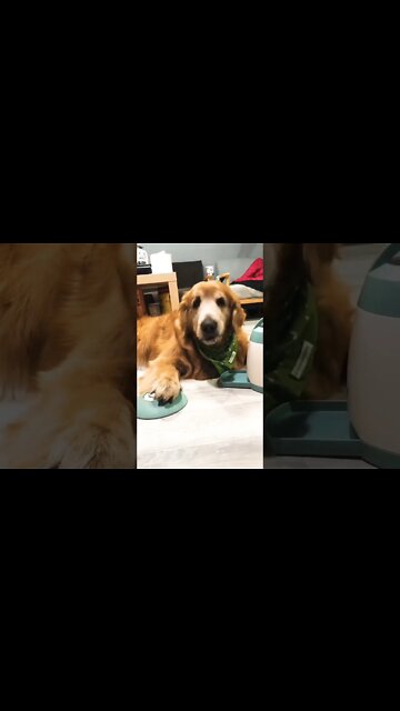 Pupper learned how to use the feeder..🐶🐾🍚😍😅 #shorts #dog #doglover #doglife