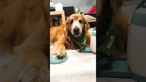 Pupper learned how to use the feeder..🐶🐾🍚😍😅 #shorts #dog #doglover #doglife