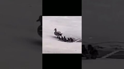 Funny best video #shorts