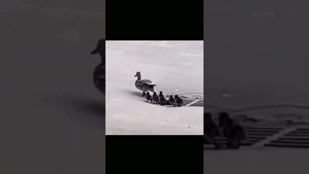 Funny best video #shorts