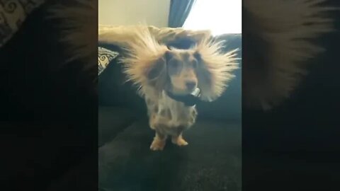 Good hair dog #shorts #shortsfeed #clips #shortvideo